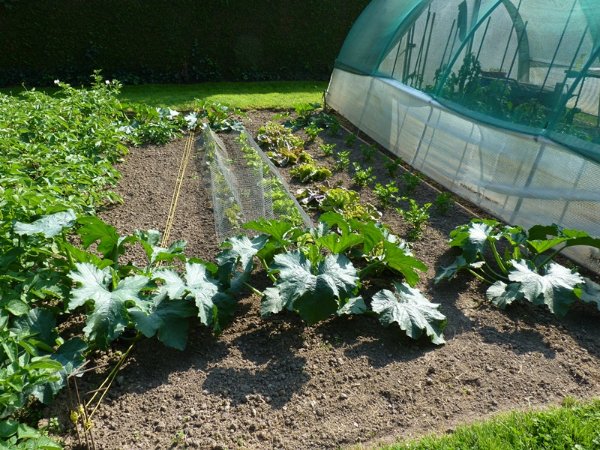 Pieds de courgettes