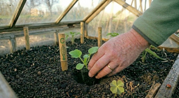 La Courgette 'Verte Maraîchère‘