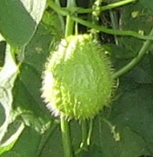 chayote2.JPG