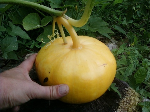 POTIRON 01.jpg