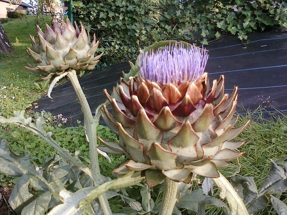 ARTICHAUTS EN FLEUR.jpg