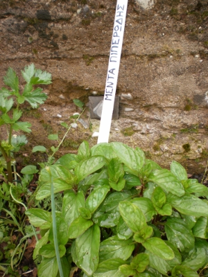 P5160043.JPG