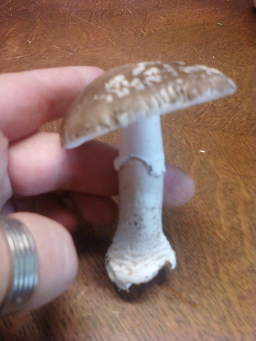 Amanite Panthère 26082010.jpg