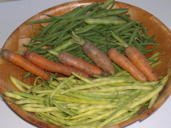 Haricots