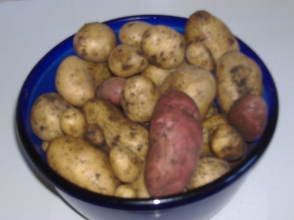 Pomme de terre