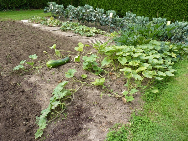 pied de courge longue de Nice