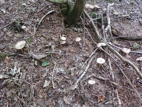 Rond de sorcière 02 Clytocibe nébuleux.jpg