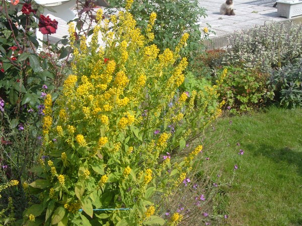 Solidago teragold