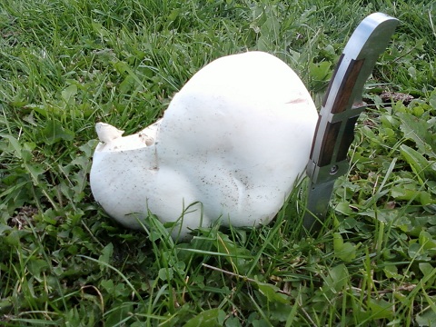 Vesse de loup géante 03092010.jpg
