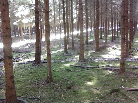 Bois à Cèpes 01.jpg