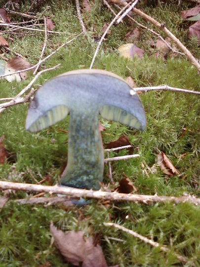 Bolet bai coupe.jpg