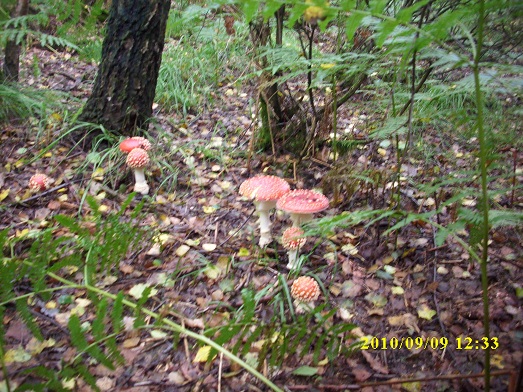 Amanite tue mouches 09092010.JPG