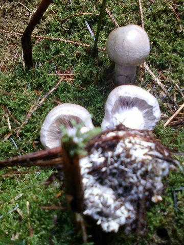 Cortinaire blanc violet03.jpg