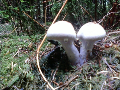 Cortinaire blanc violet 01.jpg