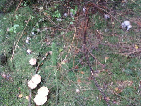 Rond de sorcière mixte.jpg