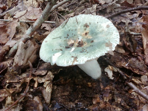 Russule verdoyante 14092010.jpg