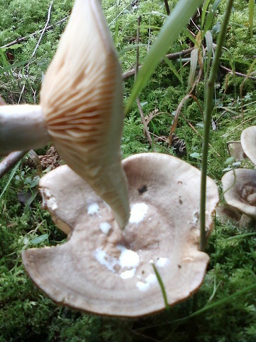Lactaire à lait brûlant 03.jpg
