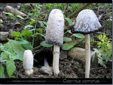 COPRINS CHEVELUS.jpg