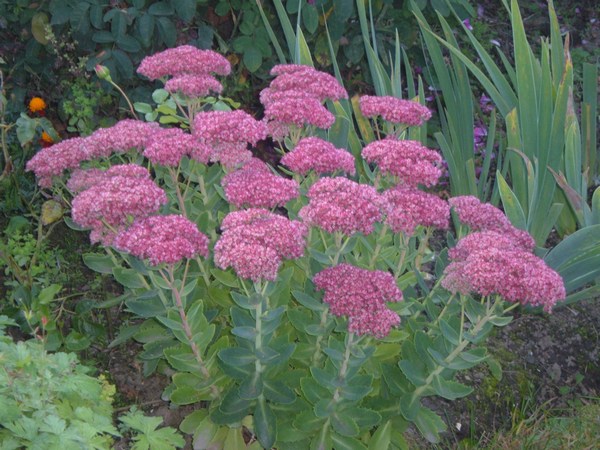 Un sedum sachant se tenir