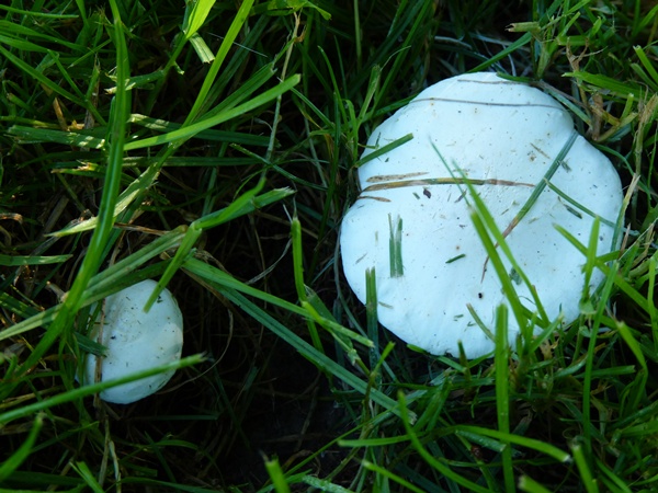 champignon