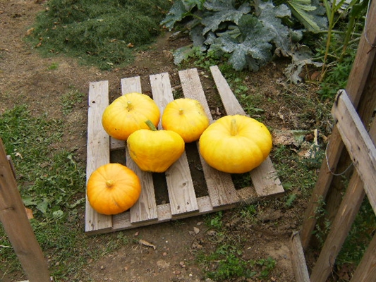 une petite récolte