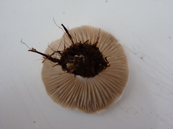 champignon J+1