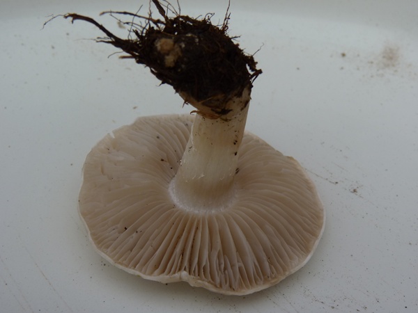 champignon J+1