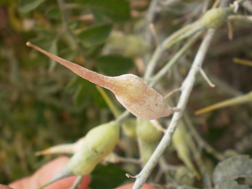 Graines de radis