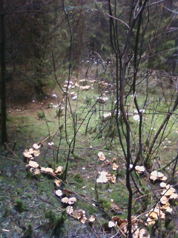 Ronds de sorcières plusieurs.jpg