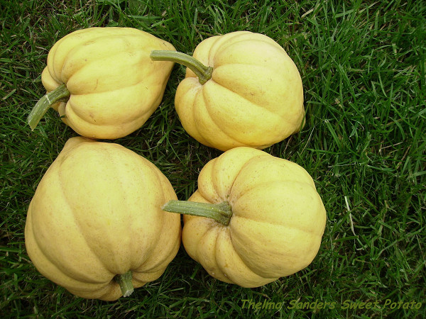 Thelma Sanders Sweet Potato.jpg