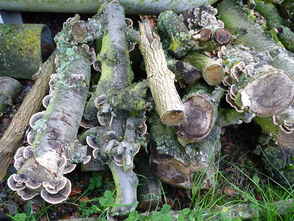 champignons Polypores Versicolores