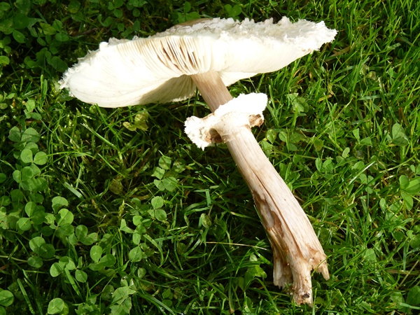 champignon