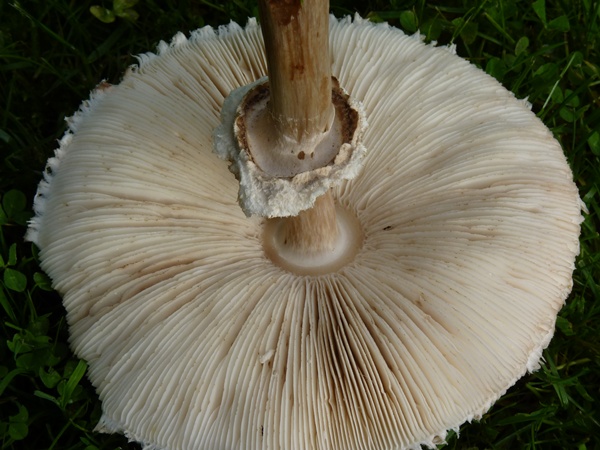 champignon