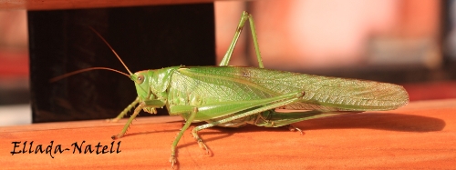 d_0002.JPG