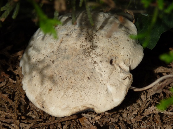 champignon