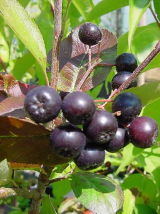 aronia.jpeg