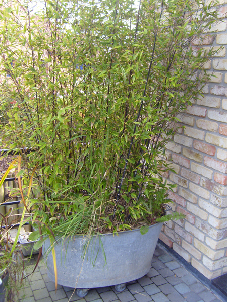 Phyllostachys nigra