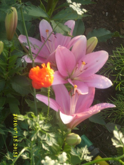 LYS ROSES 01.jpg