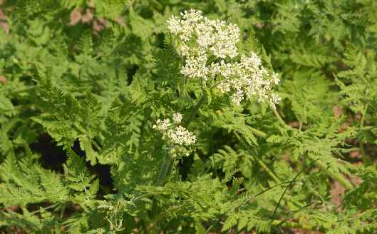 Myrrhis Odorata