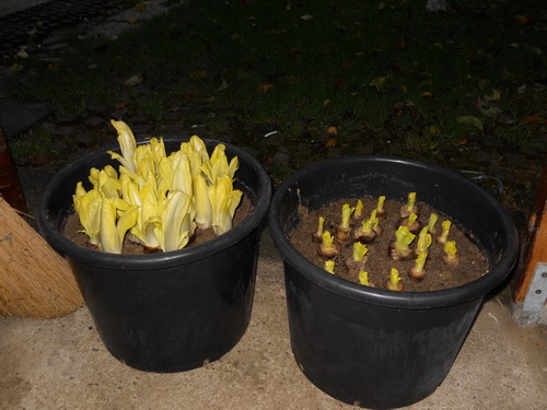 DSCN1035.JPG