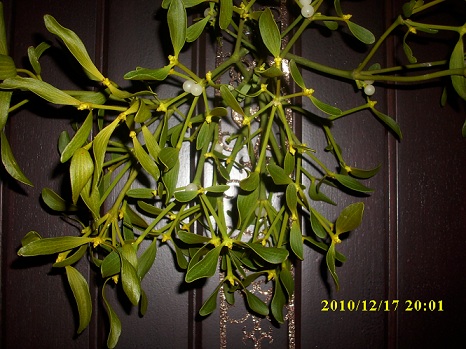 gui 2010.JPG