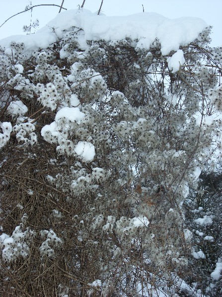 SN850024.JPG
