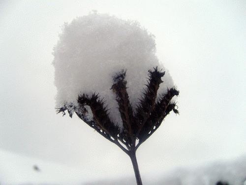 Neige, gîtes pour insectes et fleur séchée.