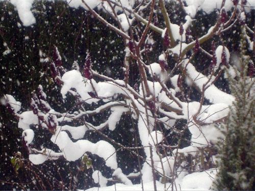 Sumac, cabane du jardin et quelques empreintes à 500 m de la maison.