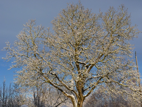 Le noyer