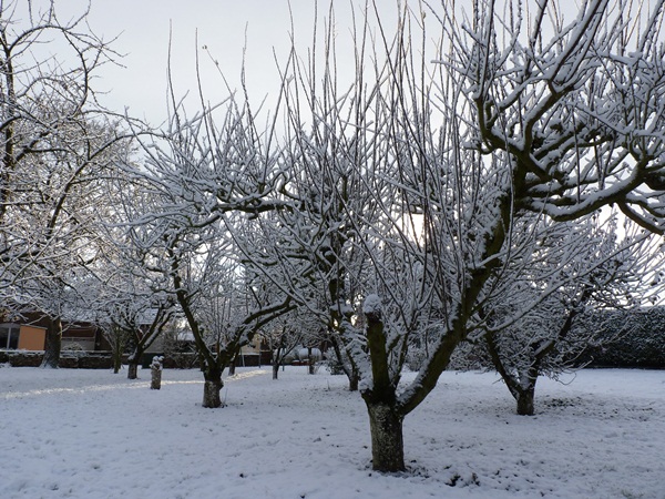 Les fruitiers
