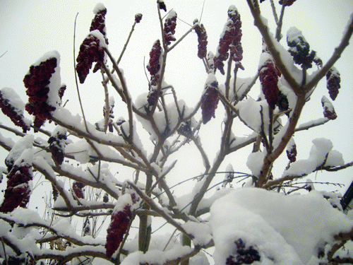 Sumac, graminées, euphorbe, verveine, lierre.