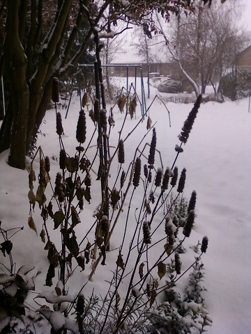 neige 013.jpg
