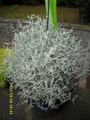 Calocephalus brownii.JPG