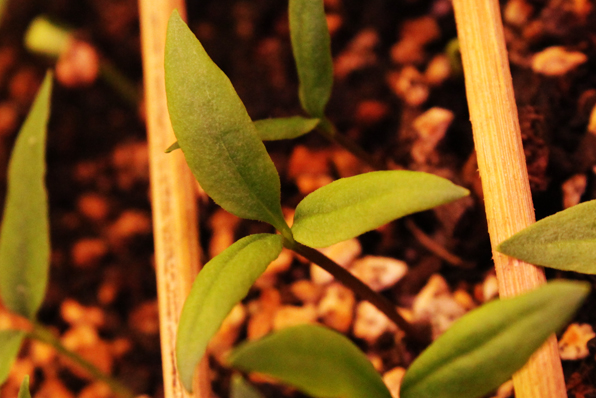Plantule tricotyledone